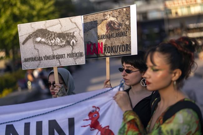 Turkey proposes bill aimed at managing large stray dog population. Critics say it's inhumane | iNFOnews.ca Turkey proposes bill aimed at managing large stray dog population. Critics say it's inhumane | iNFOnews.ca