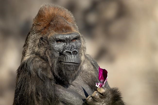 Winston, beloved gorilla at San Diego Zoo Safari Park, dies at 52 after suffering health problems | iNFOnews.ca Winston, beloved gorilla at San Diego Zoo Safari Park, dies at 52 after suffering health problems | iNFOnews.ca