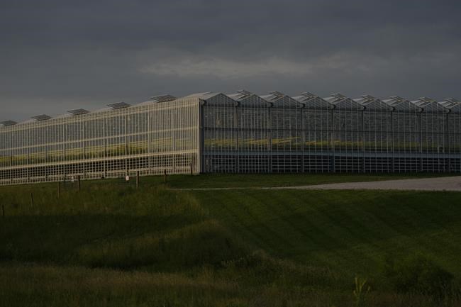 Takeaways from AP story on dangerous heat threats to greenhouse workers | iNFOnews.ca Takeaways from AP story on dangerous heat threats to greenhouse workers | iNFOnews.ca