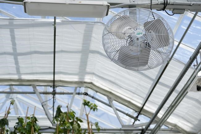 The “greenhouse effect”: How an oft-touted climate solution threatens agricultural workers | iNFOnews.ca The “greenhouse effect”: How an oft-touted climate solution threatens agricultural workers | iNFOnews.ca
