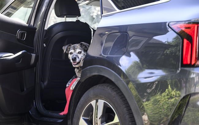 U.S. eases border rules for dogs from Canada as Liberals try to secure exemption | iNFOnews.ca U.S. eases border rules for dogs from Canada as Liberals try to secure exemption | iNFOnews.ca