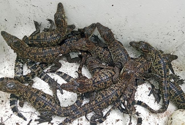 106 rare crocodile eggs are found in Cambodia, the biggest such discovery in 20 years | iNFOnews.ca