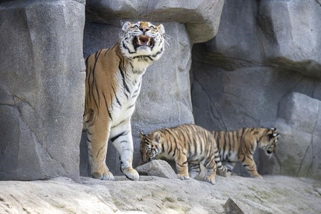 2 Amur tiger cubs have their first public outing at Germany's Cologne Zoo | iNFOnews.ca 2 Amur tiger cubs have their first public outing at Germany's Cologne Zoo | iNFOnews.ca