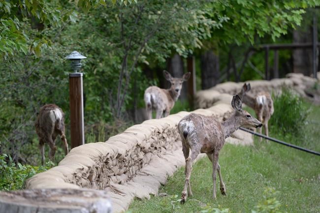 B.C. brings in more restrictions to limit spread of chronic wasting in deer, elk | iNFOnews.ca