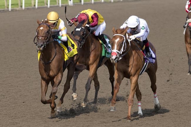 My Boy Prince overcomes bad start to secure victory in $150,000 Plate Trial | iNFOnews.ca My Boy Prince overcomes bad start to secure victory in $150,000 Plate Trial | iNFOnews.ca
