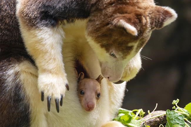 A 7-month-old tree kangaroo peeked out of its mom's pouch at the Bronx Zoo and here are the photos | iNFOnews.ca