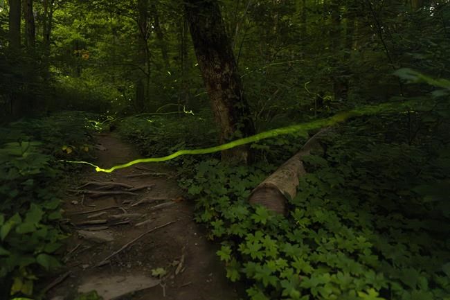 The flickering glow of summer's fireflies: too important to lose, too small to notice them gone | iNFOnews.ca The flickering glow of summer's fireflies: too important to lose, too small to notice them gone | iNFOnews.ca