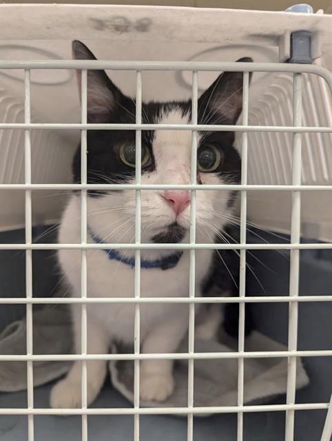 The cat came back: Montreal owners reunite with Indie, feline missing for 8 years | iNFOnews.ca
