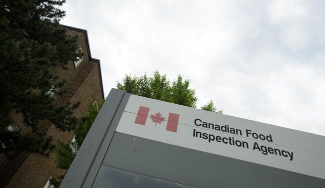 Court decision halts enforcement of Ottawa’s kosher slaughter rules | iNFOnews.ca