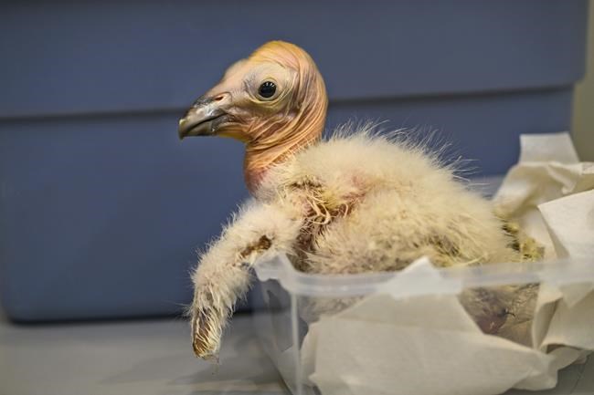 Los Angeles Zoo sets record with 17 California condor chicks hatched in 2024 | iNFOnews.ca Los Angeles Zoo sets record with 17 California condor chicks hatched in 2024 | iNFOnews.ca