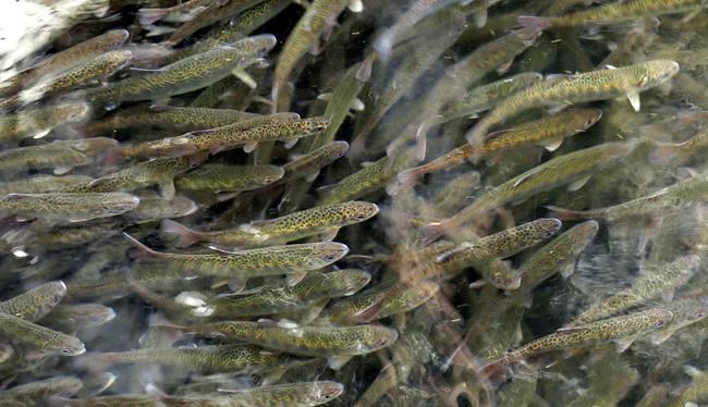 US promises $240 million to improve fish hatcheries, protect tribal rights in Pacific Northwest | iNFOnews.ca