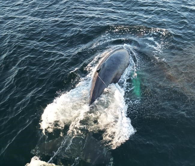 Department of Fisheries untangles gear from humpback whale off B.C.'s coast | iNFOnews.ca Department of Fisheries untangles gear from humpback whale off B.C.'s coast | iNFOnews.ca