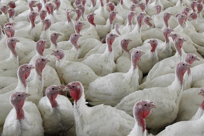 USDA moves to limit salmonella in raw poultry products | iNFOnews.ca USDA moves to limit salmonella in raw poultry products | iNFOnews.ca
