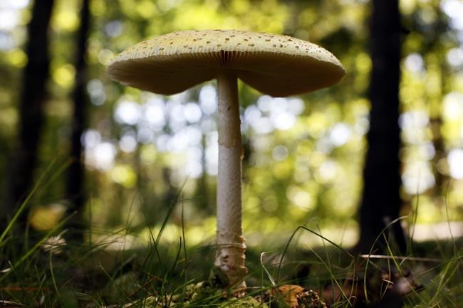 Midwest sees surge in calls to poison control centers amid bumper crop of wild mushrooms | iNFOnews.ca Midwest sees surge in calls to poison control centers amid bumper crop of wild mushrooms | iNFOnews.ca