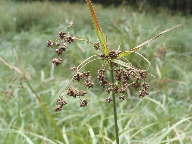 Wetland plant once nearly extinct may have recovered enough to come off the endangered species list | iNFOnews.ca Wetland plant once nearly extinct may have recovered enough to come off the endangered species list | iNFOnews.ca