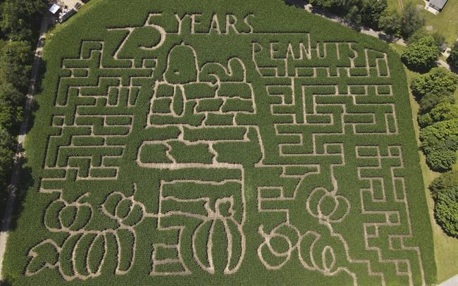 Farmers honor 'Peanuts' creator Charles M. Schulz with corn mazes across US and in Canada | iNFOnews.ca Farmers honor 'Peanuts' creator Charles M. Schulz with corn mazes across US and in Canada | iNFOnews.ca