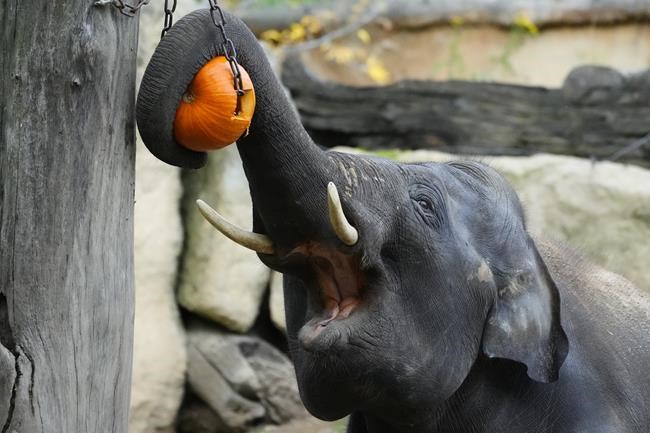 Ottawa calls $8-million price tag for animal captivity bill speculative, premature | iNFOnews.ca