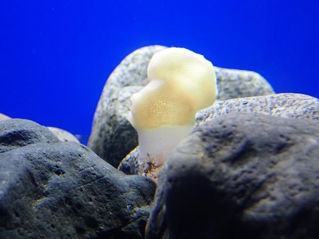 B.C. fisherman fined $33K for harvesting in 'globally unique' glass-sponge reefs | iNFOnews.ca