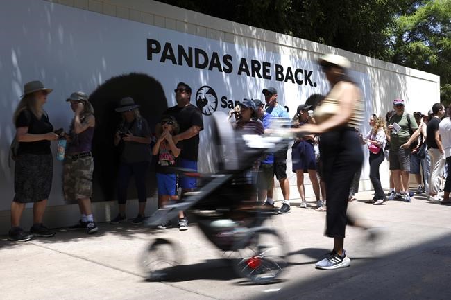 Meet America's newest giant pandas, Yun Chuan and Xin Bao | iNFOnews.ca
