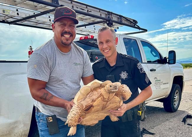 Large desert tortoise rescued from Arizona highway after escaping from ostrich ranch 3 miles away | iNFOnews.ca Large desert tortoise rescued from Arizona highway after escaping from ostrich ranch 3 miles away | iNFOnews.ca