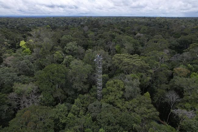 Amazon rainforest stores carbon for the world, but this carbon sink is at risk, a study finds | iNFOnews.ca Amazon rainforest stores carbon for the world, but this carbon sink is at risk, a study finds | iNFOnews.ca
