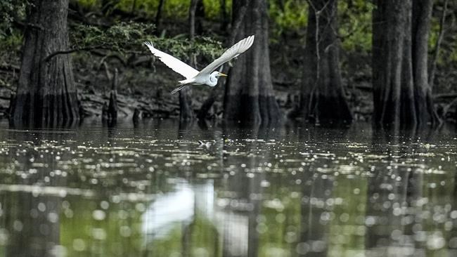 Conservationists try to protect ecologically rich Alabama delta from development, climate change | iNFOnews.ca