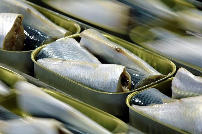 Before lobster, Maine had a thriving sardine industry. A sunken ship reminds us of its storied past | iNFOnews.ca
