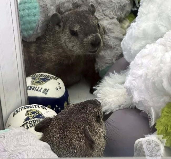 A stowaway groundhog is elevated to local icon | iNFOnews.ca A stowaway groundhog is elevated to local icon | iNFOnews.ca