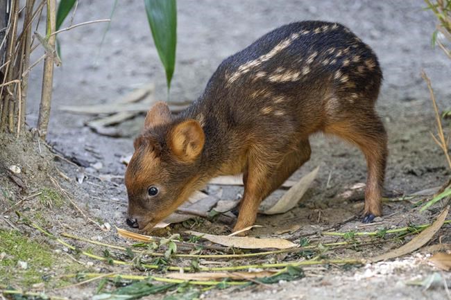 Tiny South American deer debuts at New York City zoo | iNFOnews.ca Tiny South American deer debuts at New York City zoo | iNFOnews.ca