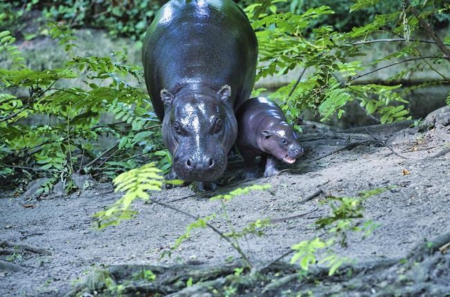Berlin's newest pygmy hippo makes her debut, with a name inspired by a soccer star | iNFOnews.ca