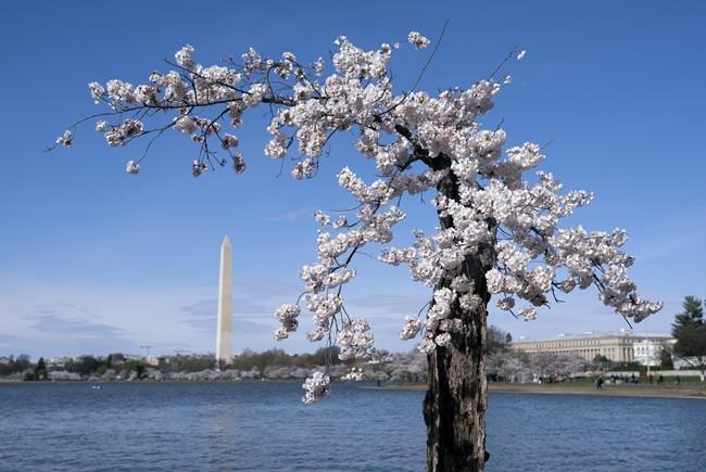 Stumpy, the gnarled, old cherry tree, is gone. But its clones - little Stumplings - live on | iNFOnews.ca
