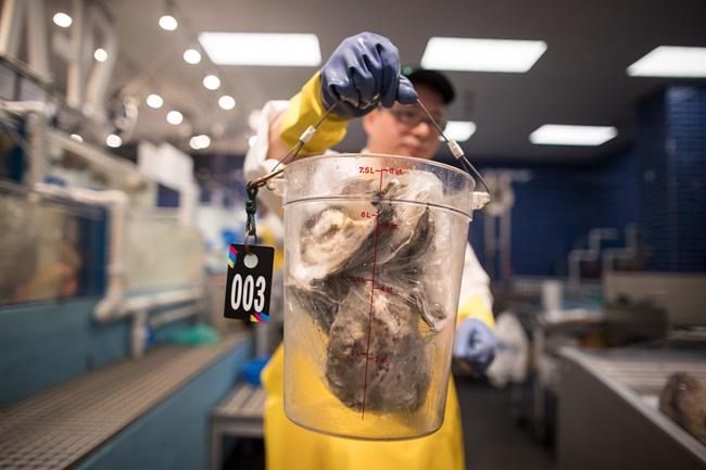 Research crucial to stop parasite from destroying P.E.I. oyster industry: minister | iNFOnews.ca