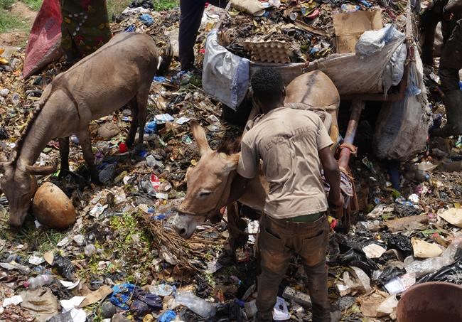 The trash in Mali's capital is piling up. Donkey carts are coming to help | iNFOnews.ca The trash in Mali's capital is piling up. Donkey carts are coming to help | iNFOnews.ca