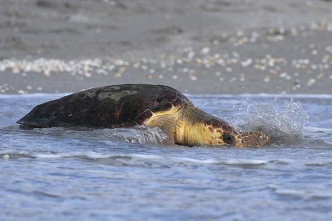 Subadult loggerhead sea turtle returns to Atlantic Ocean in Florida after rehabilitation | iNFOnews.ca Subadult loggerhead sea turtle returns to Atlantic Ocean in Florida after rehabilitation | iNFOnews.ca
