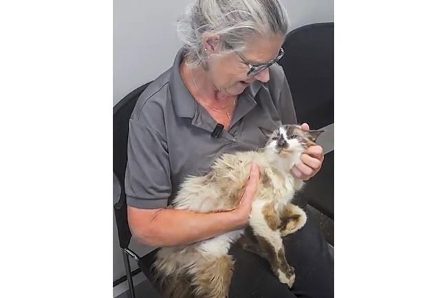 Sam Sam the Kittycat Man ran away. Thanks to a microchip, he was found close by - 11 years later | iNFOnews.ca Sam Sam the Kittycat Man ran away. Thanks to a microchip, he was found close by - 11 years later | iNFOnews.ca