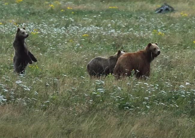 Grizzly bear cubs seen on Vancouver Island for first time could have big impact | iNFOnews.ca Grizzly bear cubs seen on Vancouver Island for first time could have big impact | iNFOnews.ca