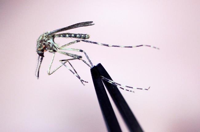 Rare but deadly mosquito disease has New England hotspots warning against going out at night | iNFOnews.ca