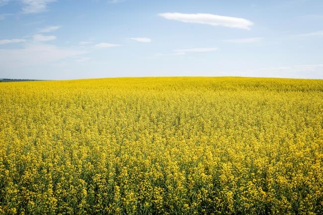 China retaliates over EV tariffs with anti-dumping probe into Canadian canola imports | iNFOnews.ca China retaliates over EV tariffs with anti-dumping probe into Canadian canola imports | iNFOnews.ca