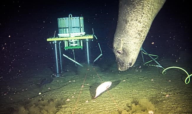 Elephant seals off B.C. coast used sonar equipment as 'dinner bell': Researchers | iNFOnews.ca Elephant seals off B.C. coast used sonar equipment as 'dinner bell': Researchers | iNFOnews.ca