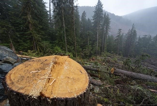 Watchdog calls for B.C. to boost oversight of old-growth forest on Quadra Island | iNFOnews.ca Watchdog calls for B.C. to boost oversight of old-growth forest on Quadra Island | iNFOnews.ca