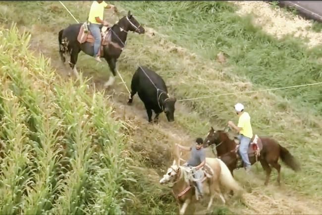Bull that escaped from Illinois farm lassoed after hours on the run | iNFOnews.ca Bull that escaped from Illinois farm lassoed after hours on the run | iNFOnews.ca