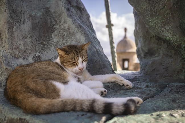 US halts plan to remove iconic stray cats from a historic area in Puerto Rico's capital | iNFOnews.ca