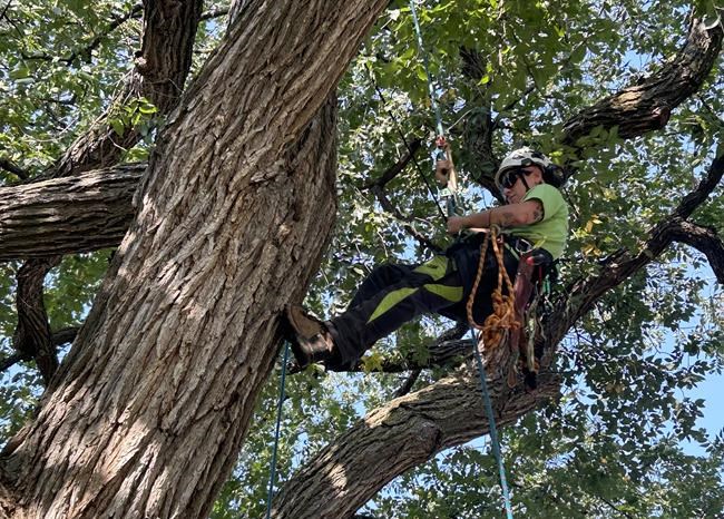 'Challenges every single muscle': Champion tree climber turns work into passion | iNFOnews.ca