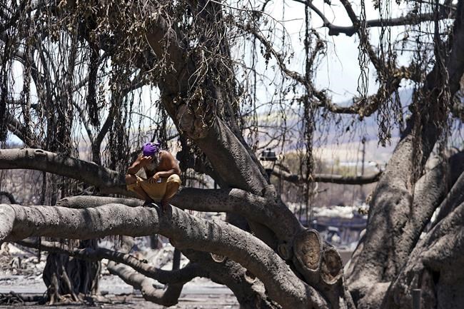 Report finds 'no evidence' Hawaii officials prepared for wildfire that killed 102 despite warnings | iNFOnews.ca