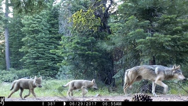 The Biden administration is taking steps to eliminate protections for gray wolves | iNFOnews.ca