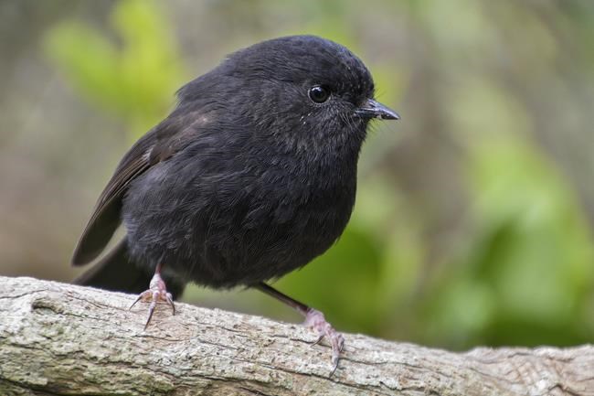 A smelly penguin wins New Zealand's hard-fought bird election | iNFOnews.ca