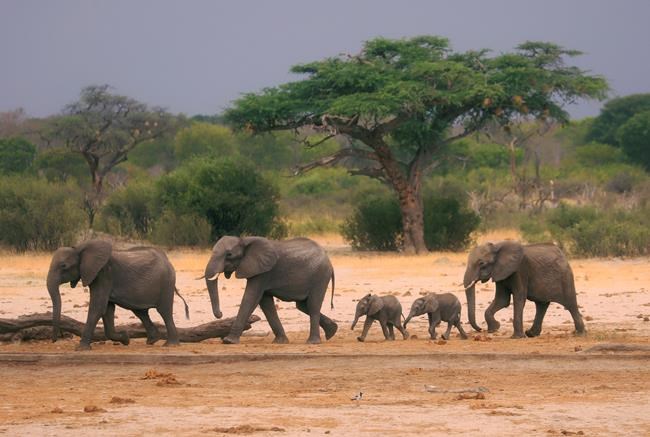 Zimbabwe and Namibia will kill scores of elephants to feed people facing drought | iNFOnews.ca Zimbabwe and Namibia will kill scores of elephants to feed people facing drought | iNFOnews.ca