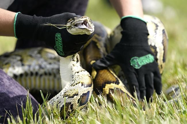 Grand prize winner removed 20 Burmese pythons from the wild in Florida challenge | iNFOnews.ca Grand prize winner removed 20 Burmese pythons from the wild in Florida challenge | iNFOnews.ca