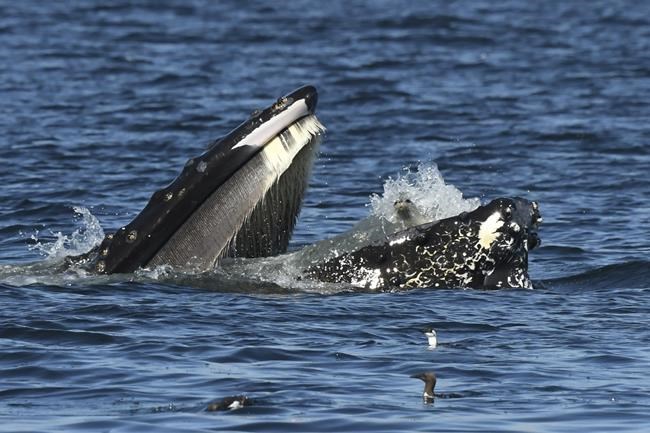 A bewildered seal found itself in the mouth of a humpback whale | iNFOnews.ca