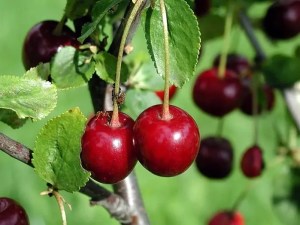 Close-up of cherries on a tree.